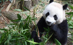 新加坡出生大熊猫叻叻 今启程回国