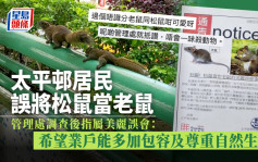 Juicy叮｜太平邨居民誤將松鼠當老鼠 管理處發通告：美麗誤會