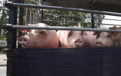 元朗流浮山再有猪场验出非洲猪瘟 渔护署下周起销毁约2800头猪