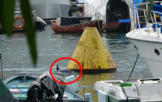 海豚香港仔避風塘游弋失蹤影 今早現身水警在場戒備