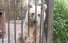 遭囚禁荒廢動物園　「眼神最悲傷」棕熊重獲自由