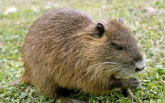 加州惊现20磅巨鼠 严重威胁自然生态