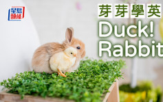 陈东红 - Duck! Rabbit!｜芽芽学英语