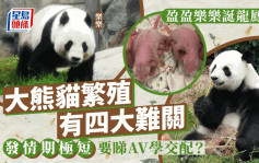 港产大熊猫︱熊猫繁殖有几难？四大难关揭盈盈乐乐艰辛求子路