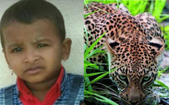 酷熱難耐打開門睡覺 印度3歲童遭野豹叼走吃掉半截