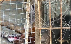 江蘇動物園遊客爆料：梅花鹿腿腐爛生蟲黑熊被綁嘴