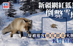 新疆喀納斯景區「網紅狐狸」躺雪地亡　當地人質疑遊客過度餵食致腎衰竭