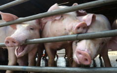 【非洲豬瘟】陝西靖邊養殖場爆疫情 62隻豬死亡