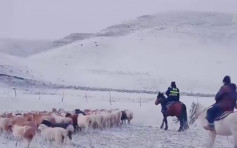 新疆牧民与800多只羊大雪被困 民警紧急救援