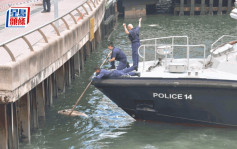 中環碼頭江豚屍體漂浮 水警到場打撈