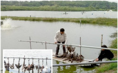 【嚇倒鳥？】台南養魚場掛雀屍驅鳥 遭勒令移除