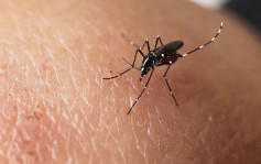 登革热︱外地个案趋升政府加强灭蚊 小西湾患者居所附近未发现带病毒蚊子