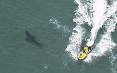 澳洲滑浪客遭大白鲨袭击致死  本年第三宗 