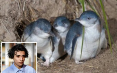 醉酒男打死6只小企鹅无悔意被判社服令 保护动物组织轰无阻吓力