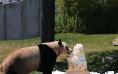三旅日大熊猫明回内地「谈婚论嫁」　动物园送雪糕蛋糕饯行