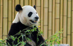 吃不到新鮮竹 旅加大熊貓受疫情影響將提前回國