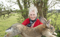 全球最巨型兔子失踪 主人悬红2,000英镑寻贼