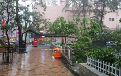【帕卡襲港】筲箕灣東大街 3層樓高大樹倒塌