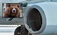 美國客機降落離奇撞到棕熊母子 母熊當場慘死