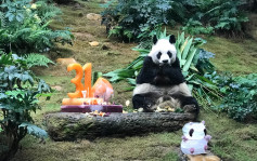 熊猫安安31岁全球最长寿 海洋公园推「港人买二送一」优惠