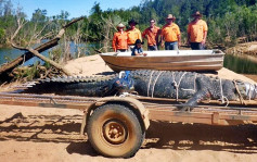 澳洲600公斤重「巨鱷」被生擒 長近5米似汽車
