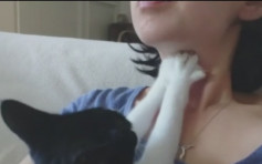 【睇片】猫咪按摩下巴 网民称是爱的表现