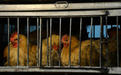 四川新增兩宗H7N9病例　疫區活禽市場須關閉