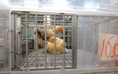 美国爱荷华州Cherokee县爆禽流感 食环署暂停进口涉事地区禽肉等产品