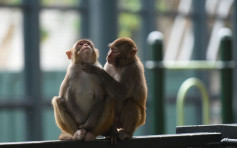 美研究指猴子染疫後產生抗體 疫苗有望成功