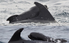 海豚媽媽收養鯨魚寶寶 與「巨嬰」海中開心游弋