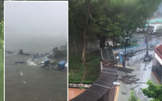 【山竹襲港】沙頭角碼頭被海水淹沒  大樹被吹倒