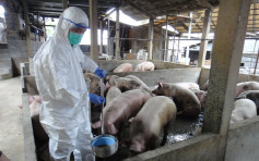【非洲猪瘟】天津屠房74吨猪饲料检出病毒