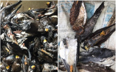 安徽公安查獲野生動物黑工場 搜出逾2000動物屍體