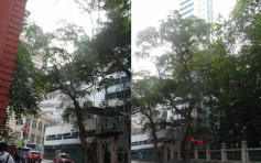 地署報告擬斬港大鄧志昂樓前兩榕樹 中西區區議會明商議