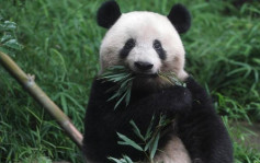 旅日大熊猫「香香」将回中国 园长：希望找到好伴侣