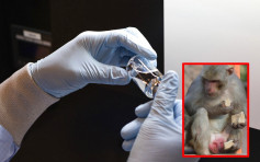 美科學家用猴子進行新冠肺炎實驗 顯示「瑞德西韋」有效對抗病毒