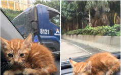 觀塘道大命幼貓被司機救走喜獲領養 網民倡命名「泥頭」