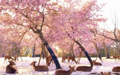 新冠影響遊客 奈良鹿群獨霸櫻花滿開景象
