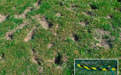 兔子搞破坏挖烂草地　英中学陆运会被迫取消