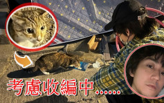 吴肇轩喂街猫喂出感情    想收编发现剪耳Hold住先