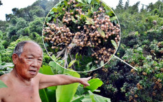 屯门河边爬树摘龙眼失足 中年汉10米高堕溪涧送院不治