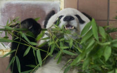 旅居墨西哥大熊貓「雙雙」 35歲生日正日離世