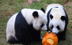 中央送贈大熊貓｜ 旅議會：過往兩對熊貓是「集體回憶」伴港人成長