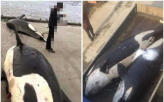 宁波渔民误捕两4米长虎鲸　送南京师大研究用