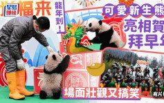 農曆新年︱可愛新生熊貓亮相公眾拜早年   場面壯觀又搞笑（多圖‧有片）