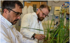 科學家發現抗旱基因 助大麥抗氣候變化