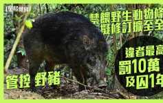 管控野豬｜禁餵野生動物例擬修訂擴至全港 違者最高罰10萬及囚1年