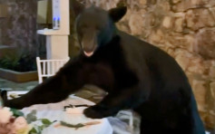黑熊突闯婚宴 宾客淡定继续食