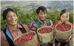 云南省1斤咖啡豆价格不如1杯咖啡　冀政府推动发展