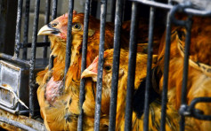 昆明爆H5N6禽流感 食安中心暫停疫區範圍家禽產品進口